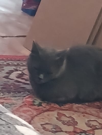A gray cat is lying on a patterned rug. The cat is curled up with its head down. The background is blurry and appears to be a room with some boxes and furniture. The location in the city of Prokudskoye, Russia is not determinable from the image.