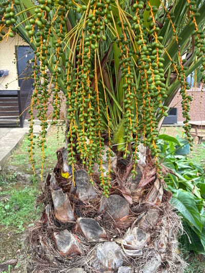 A close-up, low-angle shot captures the lower trunk and developing fruit clusters of a palm tree in Psyrdzkha, Abkhazia. The rough, fibrous trunk is composed of layered, weathered bark in shades of brown and gray, with visible scars from where fronds have fallen. Hanging from the fronds above are numerous clusters of small, green, oval-shaped fruits, each connected to a yellow stem. The fruits appear unripe. In the background, out of focus, are hints of a building with a light-colored facade and a dark window, a concrete walkway, and lush green foliage. The ground around the base of the tree is covered in dry leaves and grass.
