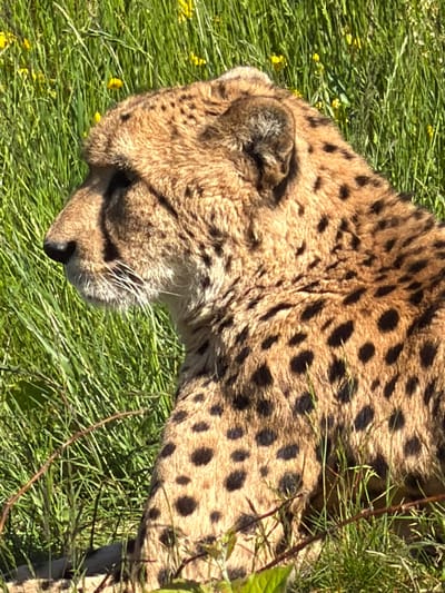 An adult cheetah is captured in a resting position, oriented in profile facing left. The animal's fur is a tawny to golden-brown color, densely covered with distinct, solid black spots of varying sizes and irregular shapes. Its left profile reveals a defined snout with a black nose, a mouth with visible white whiskers, and a part of its tear stripe extending from the eye area. The left ear is partially visible at the top of its head. The cheetah is situated in a vibrant green grassy field, with numerous small yellow flowers, likely dandelions or similar species, scattered throughout the foliage. Direct sunlight illuminates the scene, creating bright highlights on the cheetah's fur and the surrounding vegetation. Several thin, brown plant stems are visible interspersed with the green grass. No other subjects or interactions are present. This scene is located in Kristiansand, Norway.