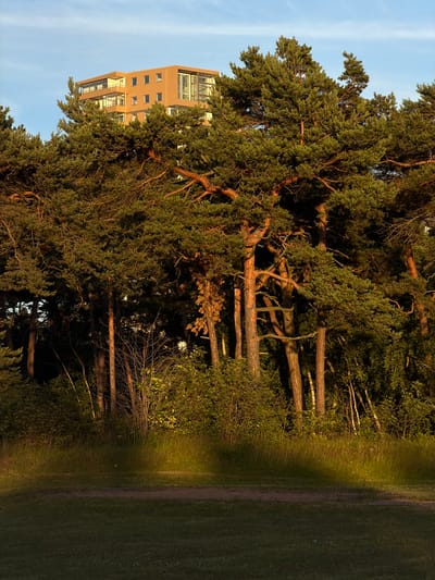The image shows a modern, light brown, multi-story building with balconies and numerous windows, peeking out from behind a dense canopy of mature pine trees. The trees have thick, gnarled trunks and branches, with lush green needles. The lighting suggests it is either early morning or late afternoon, with warm sunlight casting long shadows and highlighting the golden-brown hues of the tree bark and the building. In the foreground, there is a strip of tall grass with a pathway or dirt track running through it, and beyond that, a manicured lawn. The sky is a clear, pale blue with a few wispy clouds. This scene is likely located on the outskirts of Helsingborg, Sweden, possibly in an area where urban development meets natural landscapes, such as near the Skåne University Hospital or the area surrounding Sofiero Palace, which are known for their blend of architecture and greenery. There are no people or animals visible in the image.
