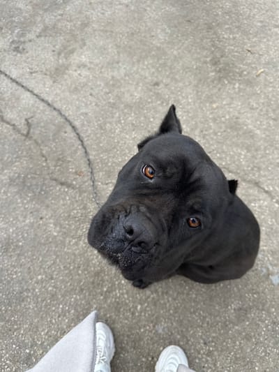 The scene depicts a solid black dog, possibly a Cane Corso, observed from an elevated perspective on a concrete surface in Брусовeте, Bulgaria. The dog's head and upper torso are primarily visible in the lower right, featuring short, dark fur, distinct amber-brown irises, and erect, pointed ears, suggesting cropping. Its muzzle is broad and dark, with minor light-colored residue present. The dog is looking upwards directly towards the viewer. In the lower left, the lower extremities of an individual are visible, wearing light-colored trousers and white athletic shoes with textured soles. A dark, thin leash or chain rests on the concrete, extending from the left edge towards the dog, though its connection point is not clearly visible. The ground is a uniform light gray concrete with minor surface variations. The overall environment appears to be an outdoor, paved area.