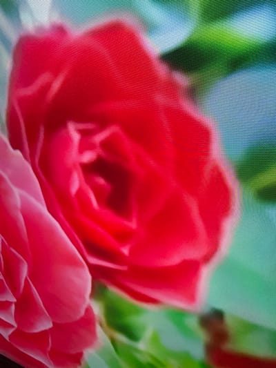 The image displays a close-up of two vibrant pink and red roses, with visible pixelation suggesting it is a digital image or a photograph of a screen. The roses are detailed and textured, with delicate petals unfurling. The background consists of blurred green and blue hues, indicating foliage or an out-of-focus natural setting. There is no visible indication of a specific location in Çiğli, Turkey, or any people, actions, or interactions within the scene.