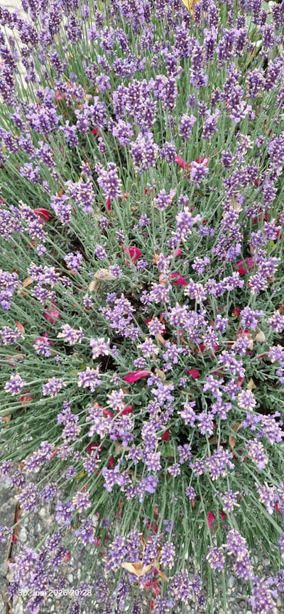 This media file shows a close-up, top-down view of a lavender plant in bloom. The subjects are the numerous small purple lavender flowers and their green, slender stems and leaves. Scattered amongst the blooms are some bright pink-red petals, likely from a different plant, and a few dried brown leaves. The background consists of a textured, gray surface, possibly gravel or concrete, which suggests an outdoor setting.
There is no discernible activity or event taking place, as the image focuses solely on the static beauty of the plant. The lighting appears natural, suggesting it was taken during the daytime, under fair weather conditions, as there are no harsh shadows. The overall impression is one of natural beauty and tranquility.
The visible text in the bottom right corner reads "30. Jun 2026 20:28", which indicates the date and time the image was captured. The location context provided states Hummeltal, Germany.