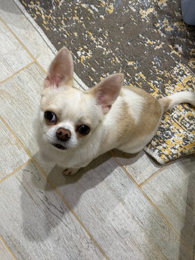 A small chihuahua dog with white and tan fur is looking up at the camera. The dog has large, dark eyes and pinkish-tan ears. It is standing on a light-colored tiled floor with yellow grout lines. To the left of the dog is a portion of a rug with a gray, white, and yellow abstract pattern. The image is taken from a high-angle perspective, looking down at the dog. The lighting suggests it is daytime, with shadows visible on the floor. The overall scene is a domestic indoor setting, likely a home in Semiluki, Russia. There is no visible text in the image.