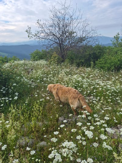 An adult Golden Retriever dog, facing away from the viewer, is foraging in a dense field of white wildflowers on a gentle slope. The dog's back is to the camera, showing its golden-brown fur and a portion of its tail. The field is carpeted with numerous small white flowers and green foliage, with some grey rocks visible amongst the vegetation. In the background, a bare, leafless tree stands prominently against a backdrop of rolling, layered hills and a cloudy sky. The scene suggests a natural, rural setting, likely in the outskirts of Teteven, Bulgaria, given the hilly terrain and wild flora. The lighting indicates it may be late afternoon or early morning.