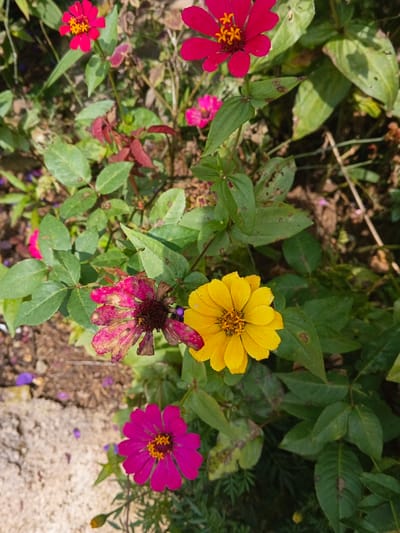 Several vibrant zinnias are prominently featured in this close-up outdoor shot, set against a backdrop of green foliage and patches of soil. The image captures the natural beauty of the flowers, showcasing various stages of their bloom.

In the upper half of the frame, two bright red zinnias with distinct yellow-orange centers are in full bloom, one positioned towards the top left corner and another on the top right. A slightly smaller, blurred pink flower is visible further back in the mid-ground.

The middle of the image draws attention to a contrasting pair: a vivid yellow zinnia, fully open with a detailed yellow center, stands alongside a fading, dark pink zinnia. The latter shows signs of wilting, with several petals missing or discolored, revealing its darker core.

Towards the bottom left, another fresh fuchsia-colored zinnia with a bright yellow center adds to the lively color palette. A small, unopened yellow flower bud is also visible near the bottom center.

The flowers are surrounded by lush green leaves, some of which appear slightly worn or spotted, indicating a natural, unmanicured environment. The ground consists of dark brown soil, with a lighter, possibly sandy or concrete, patch visible in the bottom left corner.

The scene is illuminated by bright natural light, suggesting it is daytime, likely under sunny conditions. The clear lighting highlights the rich colors of the flowers. This garden scene, possibly in Kolwara, Papua New Guinea, captures a moment of flourishing flora, emphasizing both life and decline in its natural cycle. No text is visible in the image.