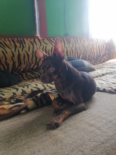 A small, dark brown dog with erect ears lies on a textured surface, possibly a rug or carpet, in a dimly lit room. The dog is positioned in the foreground, facing to the right of the frame, with its head slightly turned towards the viewer. Its eyes are open and appear alert. Behind the dog, a sofa is visible, covered with a patterned fabric featuring tiger stripes. A dark pillow rests on the sofa. The background shows a green wall and a bright window or light source on the right, creating a strong backlight. The overall impression is that of a domestic indoor setting. The image is taken from a low angle, emphasizing the dog and the immediate surroundings.