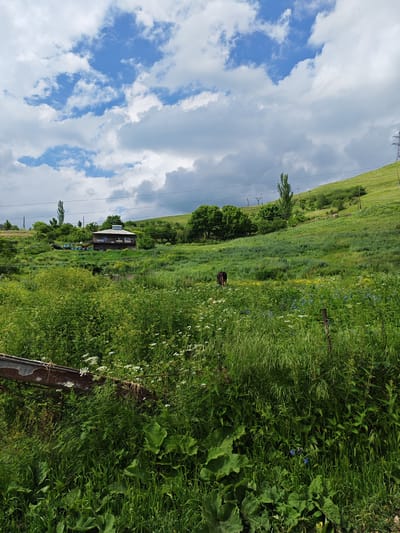 This media file depicts a pastoral scene in Bazum, Armenia, under a dynamic sky with cumulus clouds. The foreground is dominated by lush, overgrown green grass and wildflowers, with a rusted metal structure in the lower left corner and a wire fence running vertically on the right. In the mid-ground, a single dark-colored animal, possibly a cow, grazes in a field of taller grass dotted with yellow and blue wildflowers. Further back, a two-story house with a dark roof and visible windows sits nestled on a green hillside. Several beehives are arranged near the house. Tall, slender trees and more dense foliage are scattered across the landscape, with a prominent, tall tree standing out on the left side of the frame. A power line stretches across the upper portion of the image, with a modern power pylon visible on the distant right hillside. The overall impression is one of serene, rural life on a bright, possibly afternoon day, characterized by abundant greenery and natural beauty. No text is visible in the media file.