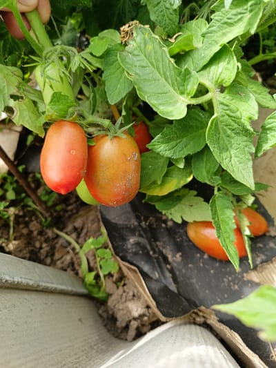 This is a close-up, outdoor shot of ripening plum tomatoes growing on a vine in a garden. The focus is on a cluster of two tomatoes in the foreground, one a vibrant red and the other transitioning from green to orange with some blemishes. Behind them, more tomatoes and lush green leaves are visible. The tomatoes appear to be at different stages of ripeness. In the background, dark soil covered with black plastic sheeting is present, along with some smaller green plants. A grey, corrugated surface is visible at the bottom of the frame, suggesting the edge of a raised garden bed or container. The lighting suggests it is daytime, likely sunny given the bright colors. The overall scene conveys a sense of growth and harvest in a garden setting, possibly in Lagovskoe, Russia. No text is visible in the image.
