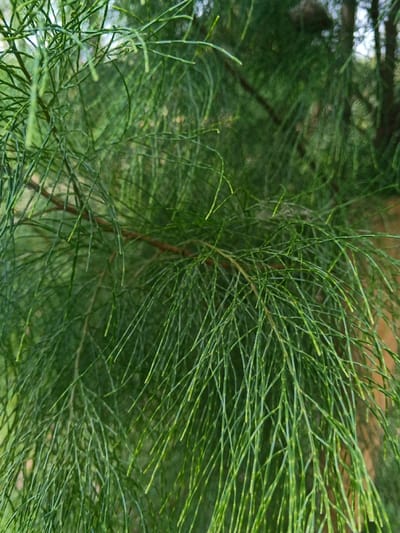 A close-up shows lush green needles of a tree branch. The needles are fine and dense, creating a textured, cascading effect. A thicker, brown branch is visible, partially obscured by the needle foliage. The background is soft and out of focus, hinting at other trees. The light appears natural, illuminating the needles with subtle variations in brightness, creating depth.