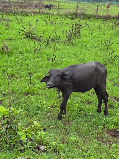A young water buffalo stands in a lush green field in Sandshi, India. The buffalo is black with curved horns and a slightly open mouth, revealing its teeth. It is facing the camera and is the primary subject of the image. In the background, there are more water buffalo and a cow visible behind a fence. The field is covered in dense green grass and scattered dark, bushy plants. The ground appears damp, suggesting recent rain. The overall environment is rural and agricultural.