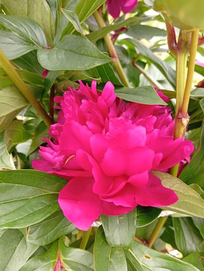 A bright pink peony flower, partially open, is nestled among lush green leaves and stems. The flower's petals are ruffled and layered, with a vibrant, saturated hue. The surrounding foliage is deep green, with visible veins on the leaves and thicker, woody stems. The lighting suggests an outdoor setting, likely during daytime. This image was taken in Nakhodka, Russia.