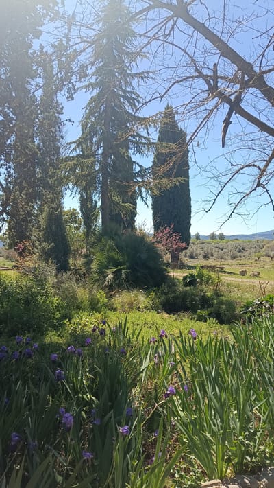 The image presents a landscape in Jérica, Spain. In the foreground, there is a garden bed full of blooming purple irises with tall green leaves. Behind the irises is a mixture of greenery, including grasses and shrubs.
In the mid-ground, there is a palm tree-like shrub and several tall, thin evergreen trees. In the background, a grove of olive trees can be seen on a gentle hillside under a clear blue sky. A few bare branches of a tree are visible at the upper right. The light suggests it is daytime.