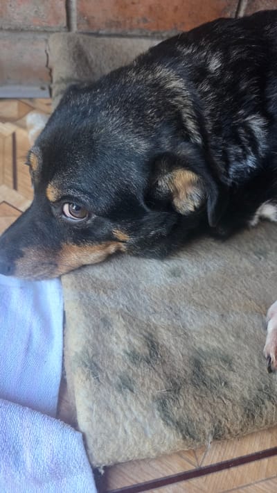 A medium-sized dog with black and tan fur rests its head on a patterned blanket. The dog's left eye is visible and appears to be looking towards the camera. Beside the blanket, a white towel is partially visible. In the background, a brick wall and a tiled floor can be seen. The scene is set outdoors, with natural light illuminating the dog and its surroundings. There is no indication of the city of Shakhty, Russia, in the image.