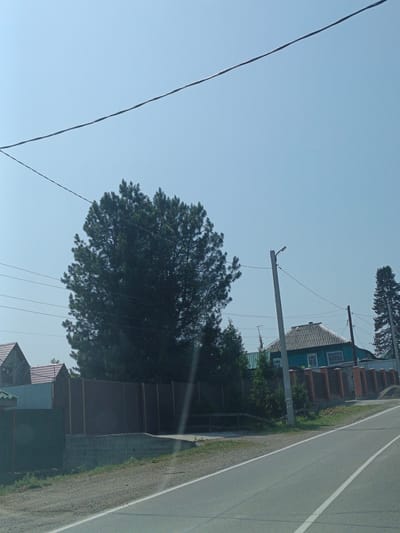 This image captures a street scene in the village of Targai, Russia, under a clear blue sky. A paved road with white lane markings runs diagonally across the lower right portion of the frame. To the left of the road, a dirt and gravel shoulder transitions to a sloped concrete embankment topped by a dark-colored fence. Further back, a light brown corrugated metal fence runs horizontally, partially obscuring several buildings with red roofs. Beyond the fence, a large, dark green pine tree dominates the mid-ground. To the right of the pine tree, a light pole with a street lamp is visible, situated near a teal-colored house with a grey, corrugated roof and white-framed windows. A brick and concrete fence with decorative pillars separates the house from the road. In the background, the dark green branches of another tall pine tree are visible on the far right. Overhead, several power lines crisscross the sky. No people are present in the image.