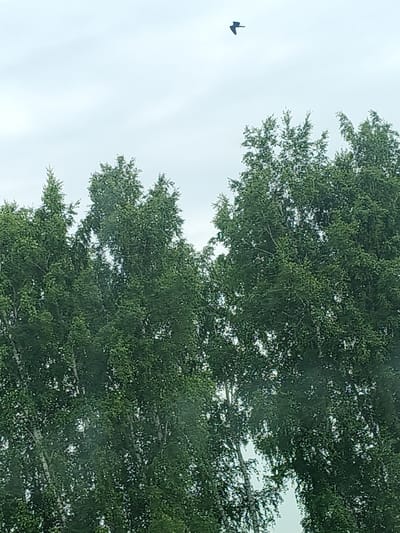 A lone bird flies high in the sky above a dense canopy of green trees. The sky is overcast with muted gray clouds, creating a soft, diffused light. The trees are lush and leafy, with the tops of several prominent trees filling the lower portion of the frame. The bird is a small, dark silhouette against the light sky, its wings outstretched as if in mid-flight. The image appears to be taken outdoors, likely in a park or natural area within the city of Novofedorovskoye, Russia. There are no people visible in the image.