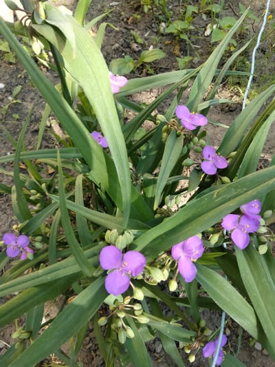 In Ananiv, Ukraine, a close-up shot captures a cluster of Tradescantia flowers in bloom, nestled amongst their long, green, grass-like leaves. The vibrant purple petals of the flowers, each with three distinct lobes, stand out against the natural backdrop. Some flowers are fully open, revealing their yellow stamens, while others are in bud, still encased in their green sepals. The surrounding ground is visible, appearing to be dark soil with scattered small plants and debris, suggesting an outdoor setting, possibly a garden or a naturalized area. The lighting suggests it is daytime, with sunlight illuminating the scene, creating subtle shadows.