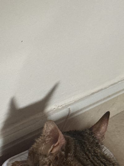 The image shows a close-up view of a cat's ears and the top of its head. The cat is lying down in what appears to be a bowl or bed. In the background, a wall with a shadow cast upon it is visible, along with a baseboard. A small dark speck, possibly an insect or dirt, is present on the wall. The lighting suggests an indoor setting. The scene is generic and does not contain specific identifiable landmarks or features that would allow for its localization to Sant Boi de Llobregat, Spain.