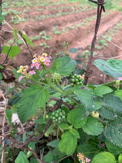 The image shows a close-up of a plant with green leaves and clusters of small, round green berries. There are also some small flowers with pink and yellow petals. A rusty barbed wire runs horizontally across the left side of the frame, partially obscuring the plant. The background is blurred, showing brown soil with some green vegetation. The scene appears to be outdoors, likely in a rural or garden setting, given the presence of barbed wire and the natural vegetation. No people are visible. The lighting suggests it could be daytime, with no specific time of day clearly indicated. The image does not contain any visible text. The location context provided is Zawan, Nigeria.