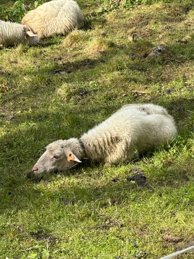 The image captures a peaceful pastoral scene in Zakopane, Poland, featuring three sheep in a sunlit, grassy field. The most prominent subject is a large, light-colored sheep, likely a ewe, positioned in the mid-ground, appearing to be resting or grazing. Its body is covered in thick, off-white wool, with some darker soiled areas. A dark-colored collar is visible around its neck. On its left ear, an orange ear tag clearly displays the text "PL 2720 69002". The sheep's head is turned slightly towards the right, revealing a calm expression and a dark eye.
To the left of the prominent sheep, another sheep is partially visible, also covered in light-colored wool and bearing an ear tag. Further to the left and slightly behind, a third, smaller sheep or lamb is mostly obscured from view. The setting is a vibrant green pasture, with patches of grass varying in density. Exposed soil and small plant growth are visible throughout the field. Strong, defined shadows are cast across the grass, indicating bright sunshine and clear weather, suggesting it is daytime. The sheep appear tranquil and undisturbed in their natural environment.