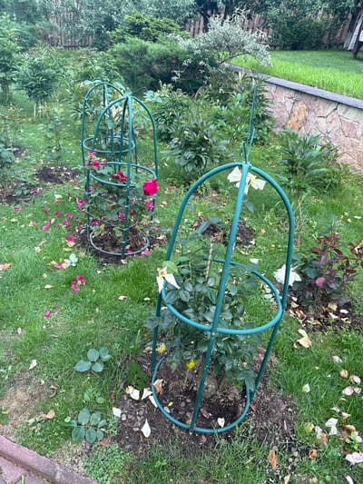 The image depicts a garden scene in Yukki, Russia, featuring several rose bushes supported by green metal cages. In the foreground, a rose bush with white flowers is contained within a cage. Behind it, another rose bush with pink flowers is also enclosed. Fallen pink and white rose petals are scattered across the green grass and soil. The garden is surrounded by lush green vegetation, including trees and shrubs, and a stone wall is visible in the background. The overall impression is one of a well-maintained garden in a suburban or rural setting.
