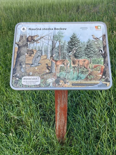 This is a close-up, eye-level, outdoor photograph of a wooden sign depicting a forest scene with various animals. The sign is positioned in a field of tall green grass. The sign itself is rectangular with rounded corners and a metal frame. It has a light blue background at the top, with the text "8. Naučná stezka Beckov" (8. Educational trail Beckov) in dark blue. Below this title is a detailed illustration of a forest with numerous numbered animals, including deer, a squirrel, a woodpecker, a badger, a bird of prey, a hedgehog, and others. There are also smaller graphics and text at the bottom of the sign, including a section labeled "BECKOVSKÝ KVÍZ 4" (Beckov Quiz 4) and the question "Víš, jak se jmenují zvířata, která žijí v lese?" (Do you know the names of the animals that live in the forest?). Logos for "Středočeský kraj" (Central Bohemian Region) and "BECKOV" are visible in the upper right corner. The sign is supported by a weathered wooden post, reddish-brown in color, that is partially visible and planted in the grass. The background of the image is dominated by the lush green grass, indicating an outdoor, natural setting. The image appears to be taken in Bašť, Czechia, as indicated by the text on the sign.
