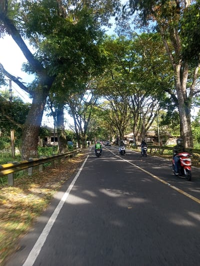 The image displays an asphalt road in Phonengam, Laos, under clear daylight, heavily shaded by a dense canopy of large trees with green foliage. The road features a solid white line on its left edge and a faded yellow dashed line centrally. A metal guardrail, painted yellow on top and grey on its posts, runs along the left side of the road, bordering a strip of ground covered with dry leaves and sparse vegetation. Distant structures, partially obscured by trees and utility poles, are visible beyond the guardrail.

On the road, multiple motorcycles are in motion. In the immediate foreground on the right, a red scooter with a blurred rider, wearing a helmet and dark attire, is moving towards the viewer's right. In the midground, from left to right, a dark scooter is ridden by an individual wearing a helmet and a bright green delivery service vest. Adjacent to this, a light blue/silver scooter with a helmeted rider in dark clothing is visible. Further to the right, another dark scooter with a helmeted rider in dark clothing is present. Additional vehicles are faintly visible further down the road. A lone pedestrian walks on the left side of the road in the far distance, moving away from the viewer. Shadows from the overhead trees are cast across the asphalt.