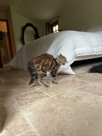 The image depicts an indoor scene in Bailleul-la-Vallée, France. A small, domestic kitten with a brown, black, and tan tabby coat stands on a light-colored tiled floor, exhibiting a defensive posture. Its fur is bristled, its back is arched, and its tail appears fluffed. The kitten's mouth is open in a snarl or yowl, revealing teeth and a pink tongue/gums. It faces towards the right side of the frame, away from the viewer.
In the background, a large bed with white quilted bedding and a white lace trim along its lower edge dominates the right side of the image. Partially visible on the floor immediately to the right of the kitten and near the base of the bed is a dark, indistinct furry object. Above the bed, a dark-framed, ornate mirror hangs on a light-colored wall. A window with a dark curtain rod and dark curtains is visible on the right wall, admitting natural light. On the left side of the frame, a wooden-framed doorway leads to an adjacent room, where a blue towel is partially visible. The floor is composed of large, rectangular, light-toned tiles with visible grout lines.