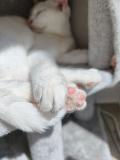The image shows a close-up of a white cat sleeping. The cat's paws are visible in the foreground, with pink toe beans. The cat appears to be resting on a soft, fuzzy surface, possibly a cat tree or bed, which is also white and grey. The background is out of focus, but suggests an indoor setting with soft lighting, possibly from a window, indicating it could be daytime. The overall mood is peaceful and serene, emphasizing the cat's state of rest. There is no visible text in the image.