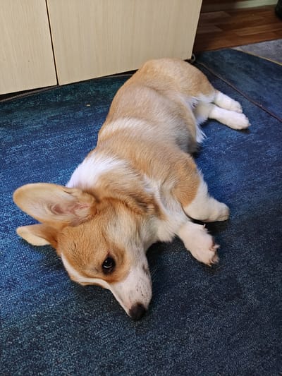 A tan and white Corgi dog is lying on a blue carpet. The dog is on its side with its head resting on the carpet. Its eyes are open and looking towards the camera. The dog's paws are tucked underneath its body. The background is out of focus, but appears to be a room with wooden cabinets. This image does not contain information about the city of Rassol'naya, Russia.