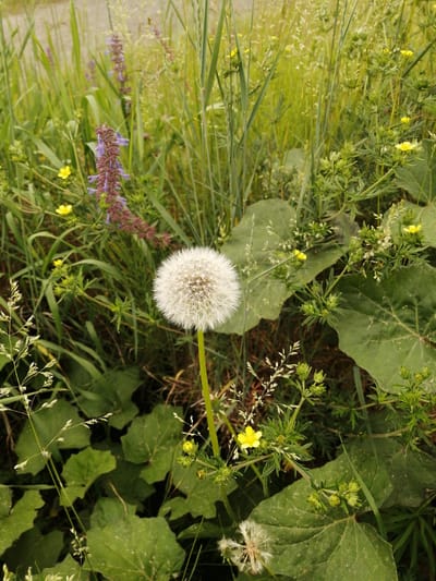A close-up, eye-level shot captures a dandelion seed head in the foreground, centered slightly to the left. The dandelion's white, fluffy sphere is attached to a green stem. Behind it, the scene is filled with lush green foliage, including large, textured leaves and various grasses. Interspersed among the green are smaller, yellow wildflowers. To the left and slightly behind the dandelion, a tall stalk of purple and maroon flowers adds a contrasting color. The background consists of out-of-focus greenery and a light-colored, possibly gravel or dirt path at the top. The lighting suggests it is daytime, with the sun casting a gentle glow on the plants. The image appears to be taken in a natural outdoor setting, likely a field or meadow, in Sukhaya, Russia. There are no people or animals visible.