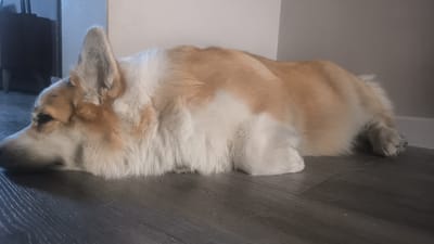 A tan and white corgi is lying on a dark wood floor in what appears to be a domestic setting, possibly an apartment. The dog's head is resting on the floor, facing left, with its eyes closed. Its ears are perked up, and its body is stretched out. The background is a plain wall, with a dark object, possibly furniture, visible on the far left. The image is taken from a low angle, giving a close-up view of the dog. The location in the city of Kovrov, Russia, is not discernible from the image.