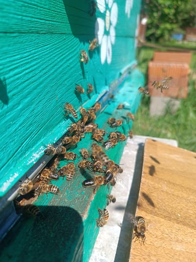 The image displays an active apiary scene in Motyakovo, Russia, under direct sunlight. The central object is a wooden beehive, painted a distinct teal-green, exhibiting visible horizontal grain patterns. A white floral stencil or graphic is present on the upper left section of the hive.
Numerous European honey bees (Apis mellifera) populate the scene, concentrated around a horizontal entrance slit at the base of the teal hive structure. Many bees are crawling on the teal surface adjacent to the entrance, with others actively entering and exiting the hive. A light brown wooden landing board extends from beneath the hive entrance, also occupied by multiple bees. At least one bee on the upper teal surface shows visible yellow pollen loads on its hind legs, indicating a returning forager. Several bees are captured in various phases of flight, both immediately in front of the hive and in the blurred mid-ground.
Bright sunlight casts sharp shadows on the hive's surface and the landing board. The background, largely out of focus, reveals green grass and foliage on the right side, along with indistinct reddish-brown brick structures further in the distance. No human presence is visible.