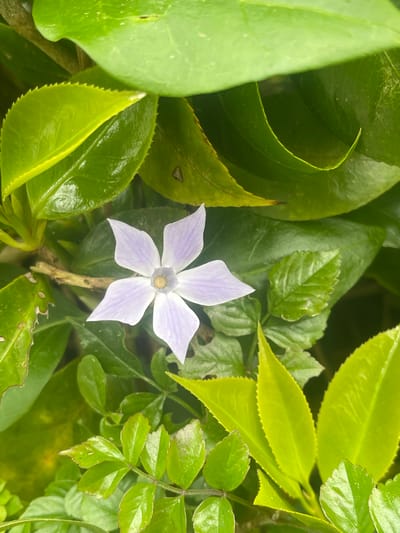 The image shows a five-petaled, light purple flower with a yellowish center, surrounded by a variety of green leaves. The leaves differ in size, shape, and texture, suggesting multiple plant types are present. The setting is possibly a garden or natural area within Povoação, Portugal, as the prompt suggests its location.
