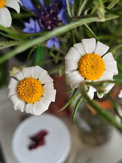 The image depicts a close-up, top-down view of a floral arrangement located indoors in Mława, Poland. Two daisy-like flowers, each characterized by a bright yellow disc florets and white ray florets, are prominently positioned and sharply in focus in the foreground. One flower is situated towards the lower-left, and the other towards the upper-right. Interspersed throughout the frame are green stems and linear leaves, some appearing sharply defined near the primary flowers, while others are out of focus, particularly in the mid-ground and background. In the upper background, blurred elements of blue and purple flowers are visible, suggesting a diverse bouquet composition. The lower-left background features a highly blurred white circular object with an indistinct, dark maroon, irregularly shaped item on its surface, indicative of a tabletop or similar flat surface. The scene is illuminated by soft, diffused light.