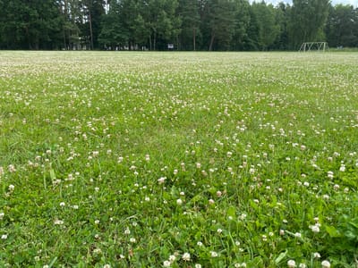 A wide shot shows a dense field of green grass and white clover flowers stretching into the distance. In the background, a line of tall green trees forms a border along the horizon. Further in the background, to the right, a white soccer goal is visible. The sky above is a pale blue with some wispy clouds. The scene is set in the city of Svislach, Belarus.