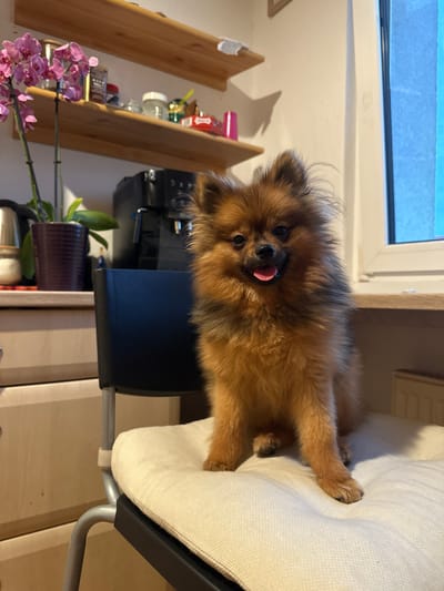 A small, fluffy dog, resembling a Pomeranian, is prominently featured in the image, sitting or lying on a light-colored, upholstered chair cushion. The dog has a mix of brown and black fur and is looking directly at the camera with its pink tongue slightly extended, conveying a playful or curious expression. Its front paws are visible on the cushion, and its body is positioned as if relaxed.
The chair itself features a light-textured fabric cushion and a silver-colored metal frame. In the background, a window with a light frame is visible, showing a bright, light blue sky outside, indicating it is daytime. To the left of the dog, wooden floating shelves are mounted on a wall, displaying various items such as glass jars, bottles, and a black kitchen appliance, possibly a coffee machine. Below the shelves, a potted plant with delicate pink orchid flowers adds a vibrant touch. Additional wooden furniture, potentially cabinets or another shelf, can be seen further down, contributing to a cozy indoor domestic setting. The location context is Arzberg, Germany. No discernible text is clearly visible in the media file.