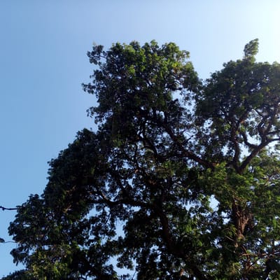 A low-angle shot looking up at a large tree with dense green foliage against a clear blue sky. The branches of the tree are visible, creating a complex network against the sky. The location is likely outdoors in Parroquia Ocumare, Venezuela. The image appears to be taken during the daytime. No people are visible.
