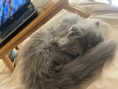 A grey, fluffy cat is curled up on a white, padded surface. A wooden frame surrounds the padded surface. A laptop, showing a blurry screen, sits to the right of the cat. The scene is indoors, possibly a home setting. The city of Aubervilliers, France is not discernible from the image.