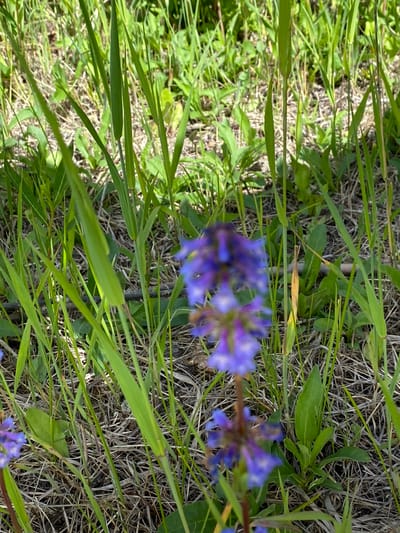 The image is a close-up, eye-level shot of a patch of grass and wildflowers in Haines Junction, Canada. The foreground is dominated by a blurry, purple wildflower with multiple small florets arranged on a stem. The background consists of a dense covering of various green grasses and dry, brown stalks of dead vegetation. Sunlight filters through the foliage, creating dappled patterns of light and shadow on the ground. The overall impression is one of natural, untamed growth in a rural or wilderness setting. There are no people or animals visible in the image.