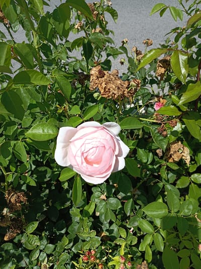 A close-up, top-down shot of a rose bush in Zlatitsa, Bulgaria, features a single, fully bloomed pale pink rose prominently in the center. The rose has many delicate, layered petals and is partially shaded by its own leaves. Surrounding the bloom are numerous vibrant green rose leaves and stems. Interspersed among the healthy foliage are several dried, brown rose blooms and seed pods, indicating a stage of decay or past blooming. The background is softly blurred, showing a light grey, textured surface, likely pavement or concrete. The lighting suggests a sunny day, with bright sunlight casting shadows on the leaves and highlighting the textures of the rose petals.
