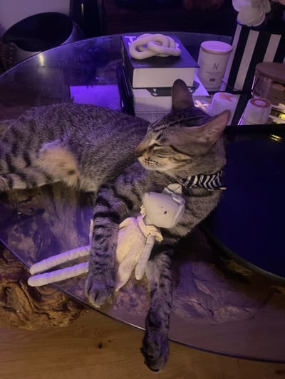 A tabby cat is lying on its side on a glass table. The cat is wearing a black and white striped collar and is holding a stuffed toy in its paws. The background is dark and out of focus, but appears to contain books and candles. The image was taken at Mas De Moregons, Spain.