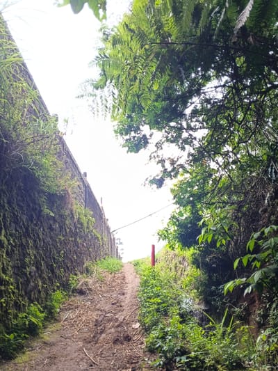 The image depicts an unpaved, upward-sloping pathway in Uato Carabar, Timor-Leste. The path, composed of dark soil and scattered dry leaves and debris, is muddy in sections. To the left, a tall, dark, moss-covered stone or concrete retaining wall rises, supporting an overgrown embankment above. Various green plants, including ferns and grasses, adhere to the wall's surface. To the right, the path is bordered by a natural embankment densely covered with lush green foliage, including trees and undergrowth. A single red cylindrical post stands vertically on the right side of the path, approximately midway into the scene. A thin, dark utility line or cable traverses the upper-middle portion of the frame against a bright, overcast sky. Distant structures are faintly discernible at the crest of the pathway. No individuals or active subjects are present.