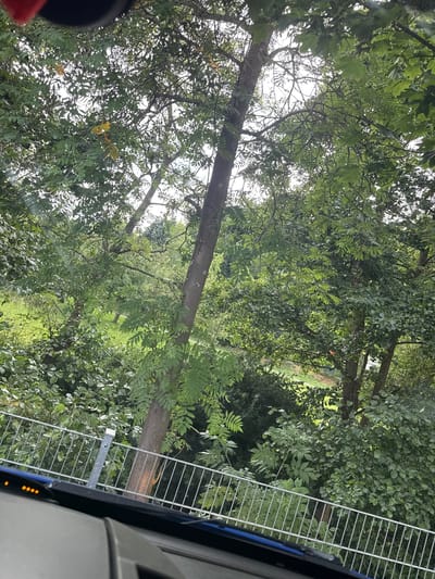 The image shows a view through a windshield of lush green trees and foliage. A silver metal fence runs horizontally across the lower part of the frame, behind which a light-colored path is visible winding through the greenery. The scene appears to be an outdoor setting, possibly a park or a wooded area within a city. The perspective suggests the photo was taken from inside a vehicle, with parts of the car's interior, including a black dashboard and a row of small orange indicator lights, visible at the bottom of the image. The light is diffused, indicating an overcast or shaded environment.