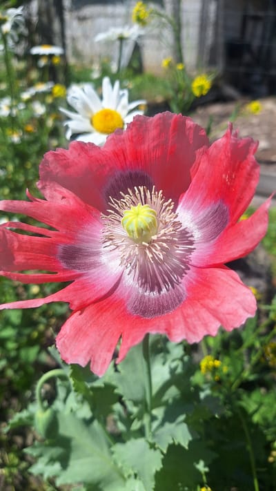 In this close-up, vertical shot, a vibrant pink poppy flower dominates the foreground. The poppy's petals display a gradient of color, transitioning from a deep reddish-pink at the outer edges to a lighter pink and white near the center. The dark, almost black, center of the flower is sharply defined, contrasting with the delicate pistil and stamens, which are a pale yellow-green. The flower is supported by a green stem and large, serrated leaves, which are out of focus. In the background, several white daisies with yellow centers are visible, also blurred. Small yellow flowers and green foliage fill the rest of the background, creating a soft, natural setting. The lighting suggests it is a sunny day, with shadows and highlights accentuating the textures of the poppy. The image is likely taken in a garden or a field.