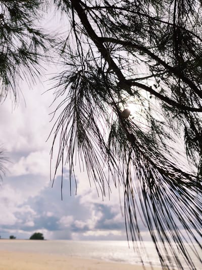 The image depicts a close-up view of pine needles and branches silhouetted against a cloudy sky, with a blurry background of a beach, ocean, and a small island. The pine needles are dark and slender, with some sunlight filtering through them. The sky is a mix of light gray and white clouds, with a bright, hazy sun partially visible. The beach is sandy and light in color, and the ocean appears calm with gentle waves. In the distance, a small, dark island with vegetation is visible. The scene is peaceful and natural, evoking a tropical or coastal environment. The image is taken from a low angle, looking up into the trees. There are no people or animals visible in the image. The location is identified as Sakhu, Thailand.