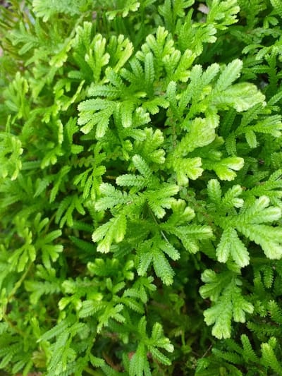 Lush, vibrant green foliage densely covers the scene. The plant features intricate, feathery leaves with a light green hue at the tips, creating a textured appearance. The plant appears to be a type of moss or fern, with a tightly packed growth pattern, adding to its overall fullness. Light and shadow play across the leaves, enhancing their three-dimensionality.