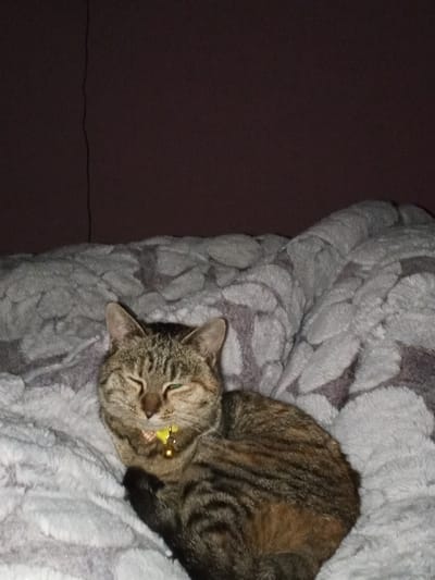 A tabby cat with a yellow collar and bell rests on a soft, gray blanket. The cat's eyes are partially closed, suggesting relaxation or sleepiness. The blanket appears to have a textured or patterned surface. In the background, a dark reddish-brown wall extends upwards, adding contrast to the image's composition. A dark wire is visible in the upper left corner along the wall.