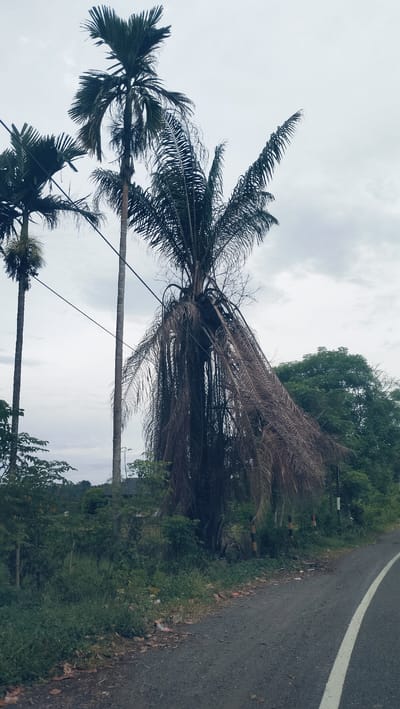 The image presents a roadside landscape in Lonbaroh, Indonesia, featuring prominent palm trees under an overcast sky. In the foreground, a paved asphalt road curves gently to the right, marked by a distinct white line on its edge. The immediate roadside is covered in lush green vegetation, including various bushes, grasses, and smaller trees. Scattered debris or dried leaves are visible on the ground directly beside the road.
Three main palm trees dominate the upper half of the frame. On the left, two tall, slender palm trees with vibrant green fronds stand tall. Further to the right, a much larger palm tree is central to the composition, characterized by numerous drooping, dried, and brown fronds that hang extensively down its trunk, giving it a somewhat untidy and weathered look. Some bare, dead branches are also noticeable within its crown. Electrical power lines traverse the middle of the image horizontally, passing through and around these trees.
Beyond the immediate vegetation, a dense canopy of healthy green trees forms a backdrop on the right side of the frame. The sky is largely overcast, appearing light grey and diffused, indicating a cloudy daytime with no direct sunlight. No people, animals, or specific activities are visible, rendering the scene as a quiet, natural roadside vista with elements of human development in the form of the road and power lines. There is no visible text in the image.