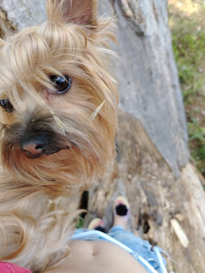 A close-up, eye-level outdoor shot features a Yorkshire Terrier dog with light brown fur positioned in the foreground, looking directly at the camera. The dog's fur is a prominent element, with strands of light brown and darker brown hair visible, some of which obscure parts of its face. The dog's dark eyes are expressive, and its nose is black. A few blades of grass are caught in its fur.
The background consists of a large, weathered tree trunk, taking up a significant portion of the right side of the frame. The texture of the bark is rough and varied in color, with shades of gray, brown, and beige. Beyond the tree, the environment appears to be natural, with hints of green foliage and grass, suggesting an outdoor setting.
In the lower right portion of the image, a person's legs are visible, clad in light blue denim shorts. The person is wearing sandals with colorful accents. Their lower body is positioned on or near the tree trunk. The perspective suggests the photograph was taken from a low angle, possibly by someone sitting or crouching. The overall scene conveys a casual, relaxed atmosphere, likely in a natural or semi-natural environment. The specific location of Fyodorovskaya, Russia, cannot be determined from the visual information provided in the image.